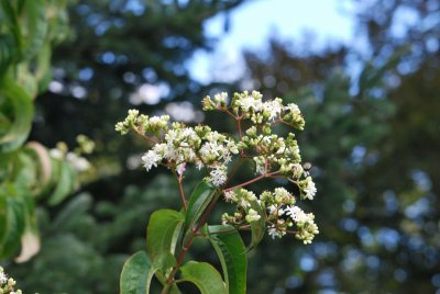 Heptacodium miconioides - sedmisyn - květenství s větévkou
